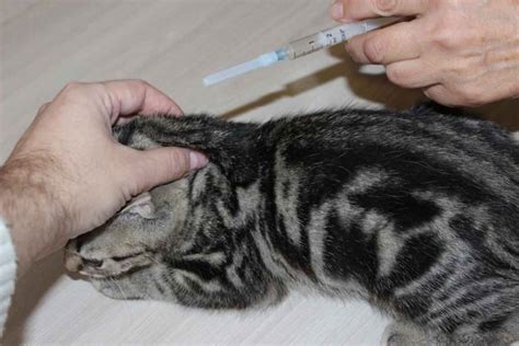 Как сделать укол кошке в холку. Инструкция для хозяев