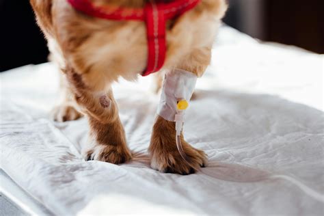how to tell if a female dog is spayed
