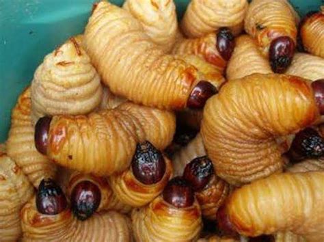 edible worm  rhynchophorus ferrugineus fam