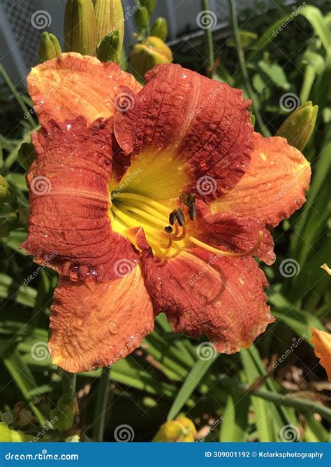 Vibrant Red Orange and Gold Daylily Covered in Morning Dew