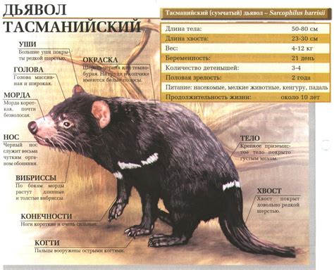 Сайт про зверей - ZveroSite.ru