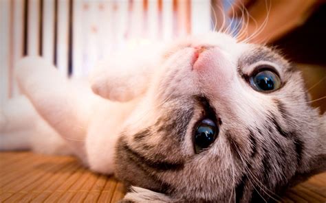 Картинки миленьких котиков (с множеством фото) - artshots.ru