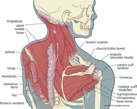 physical therapy guide  neck pain cervicalgia citypt