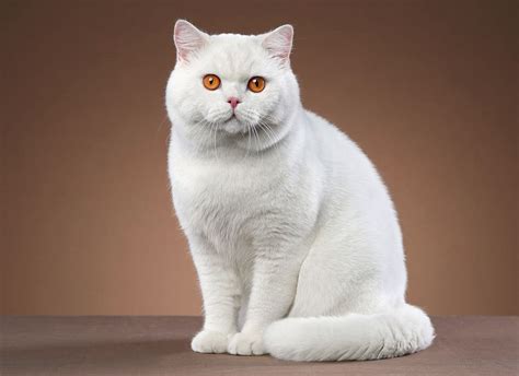 Породы белых кошек с голубыми, зелеными, желтыми глазами, коты ...