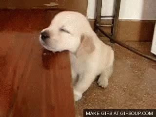 Sleepy Puppy GIF - Sleepy Puppy Cute - Discover & Share GIFs