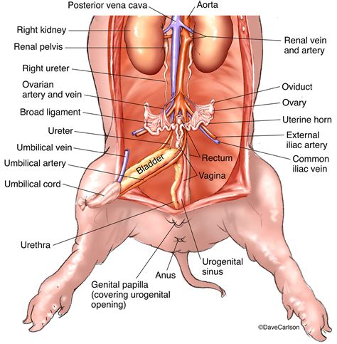 Female Fetal Pig Anatomy And Simulated Dissection Worksheet | Anatomy ...