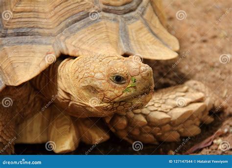 African Spurred Tortoise Sulcata Tortoise Stock Photo - Image of desert ...