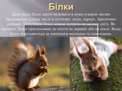 Ссавці - презентация онлайн