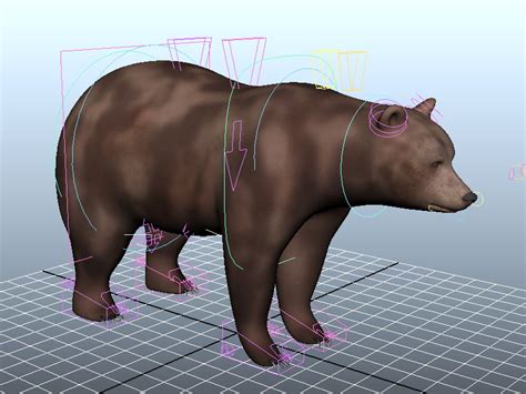 brown bear  model    models