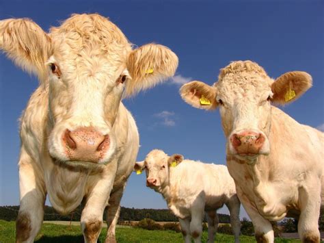 Investir dans une vache, est-ce un placement rentable?