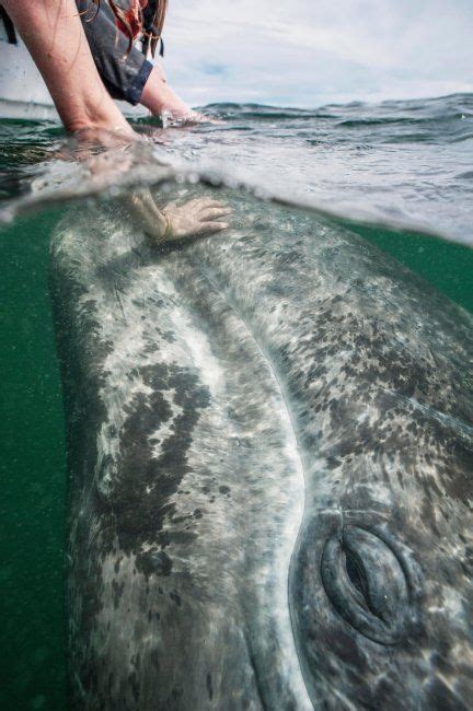 Ласковый серый кит | Ocean creatures, Animals beautiful, Ocean animals