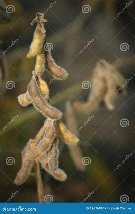 Soybeans in the Field Ready for Harvest Stock Image - Image of soybeans ...