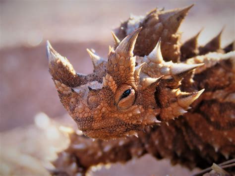 Moloch (Moloch) - Picture Nature