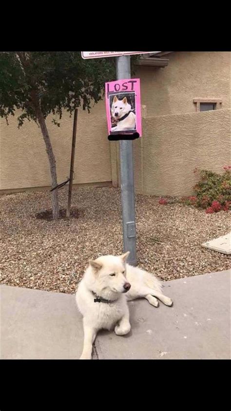 lost dog : r/funny