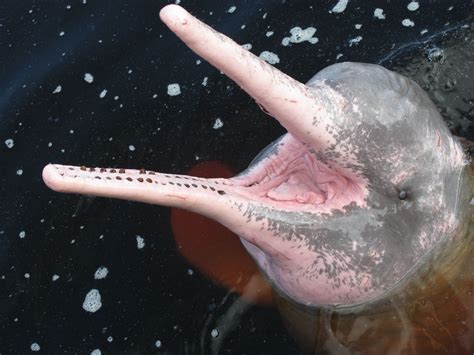 Animais Aquaticos Brasileiros - Fauna brasileira: o que é e quais são os animais - Toda Matéria
