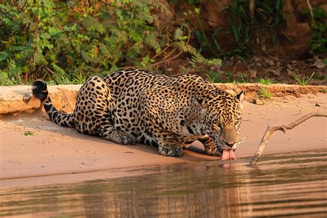 Tudo Sobre A Onca Pintada - Dia da Onça-pintada: veja cinco curiosidades sobre o maior felino das ...