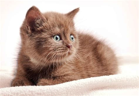 Why Brown Cats Are Rare + Pics of 11 Brown Cat Breeds - Cat-World