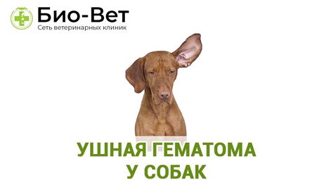 Ушная гематома у собак. Ветеринарная клиника Био-Вет. - YouTube