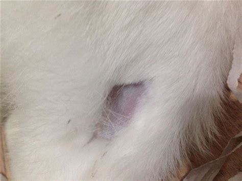 Rabbit fur not growing back after spay | BinkyBunny