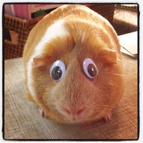 10 comfortable looking guinea pigs – Artofit