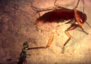 karate kicks  cockroaches   zombies wasp chow