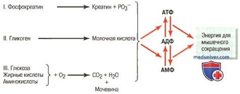 Система фосфокреатин-креатин. Система гликоген-молочная кислота