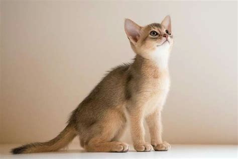 Blue Abyssinian Kitten | Abyssinian cats, Abyssinian kittens, Kittens