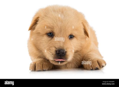 Chow chow puppy hi-res stock photography and images - Alamy
