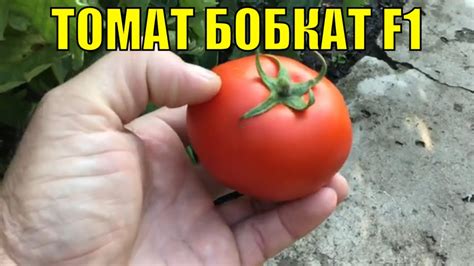 Урожайные сорта томатов. Бобкат F1. - YouTube