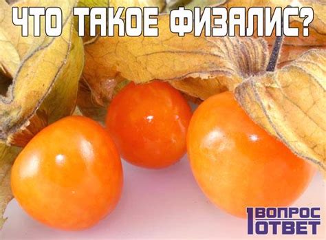Что такое физалис, фото, где выращивают. Съедобен ли физалис и как его ...