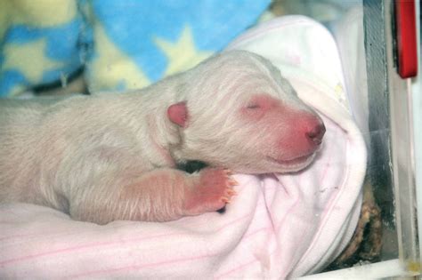 December is Polar Bear Nativity Month | polarbearscience