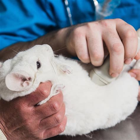 Dog, Cat and Exotic Pet Ultrasound in Dubuque, IA | PetMed Animal ...