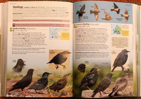 Review: Europe's Birds: An Identification Guide