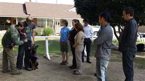 Dog Trainer Courses - on Campus and Online