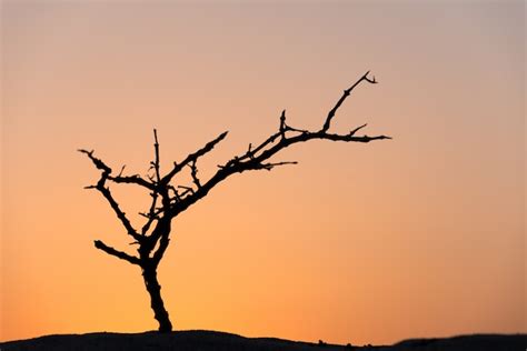 Free Photo | Dead tree in desert