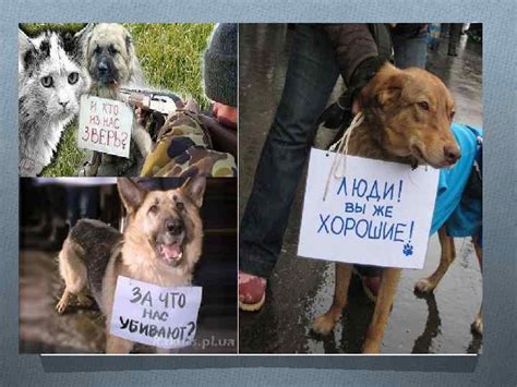 Жестокое обращение с животными Ст 316 УК РК