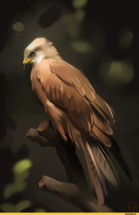 красивые картинки,animal art,птица,Красный коршун,GaudiBuendia ...