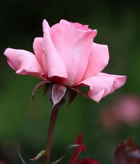 Flowers, Plants, Roses, Plant, Royal Icing Flowers, Flower, Florals ...