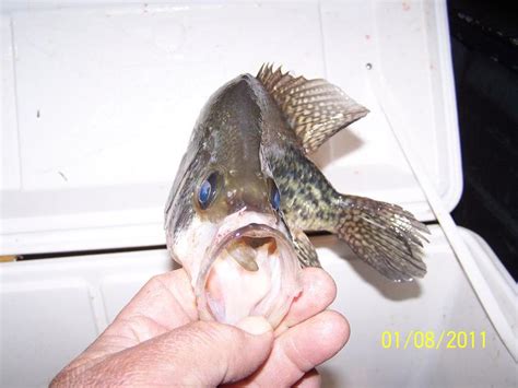 Muddy River Fishing