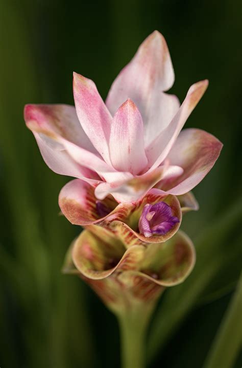 Summer blooming Siam tulip. Scientific name: Curcuma alismatifolia. : r