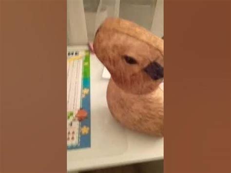 капебара ябеда - YouTube