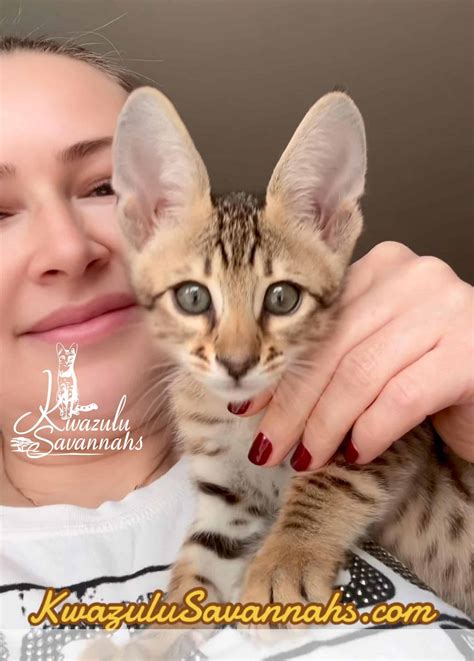 F1, F2, F3, F4, F5 & F6 Savannah Cats for Sale | Contact Now
