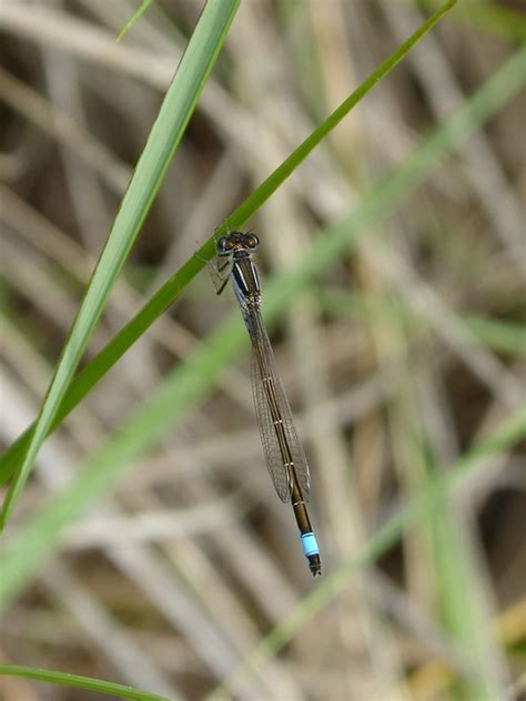 Dragonfly Damselfly Ischnura - Free photo on Pixabay - Pixabay