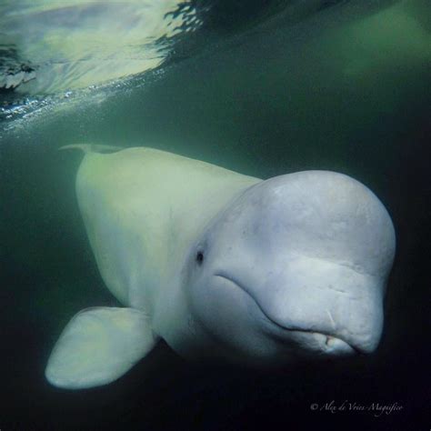 Beluga 13 - Sea North Tours