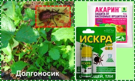 Обработка клубники весной от болезней и вредителей. Чем обработать ...