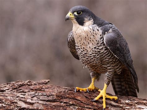 All The Falcons In Tennessee And Their Calls (ID, Photos, When To Spot)