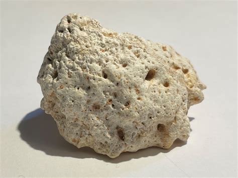 Osteoderm - Fossil ID - The Fossil Forum