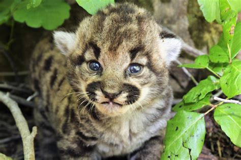 Tiny Cougar Cub - HD : r/EcoNewsNetwork