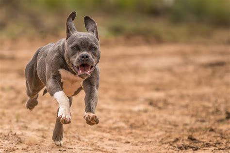135+ Badass Gangster Dog Names With Meaning in 2025 | Name Checks