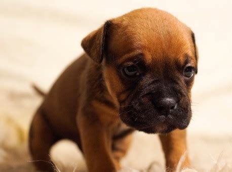 images puppy animal cute pet sleeping vertebrate dog breed